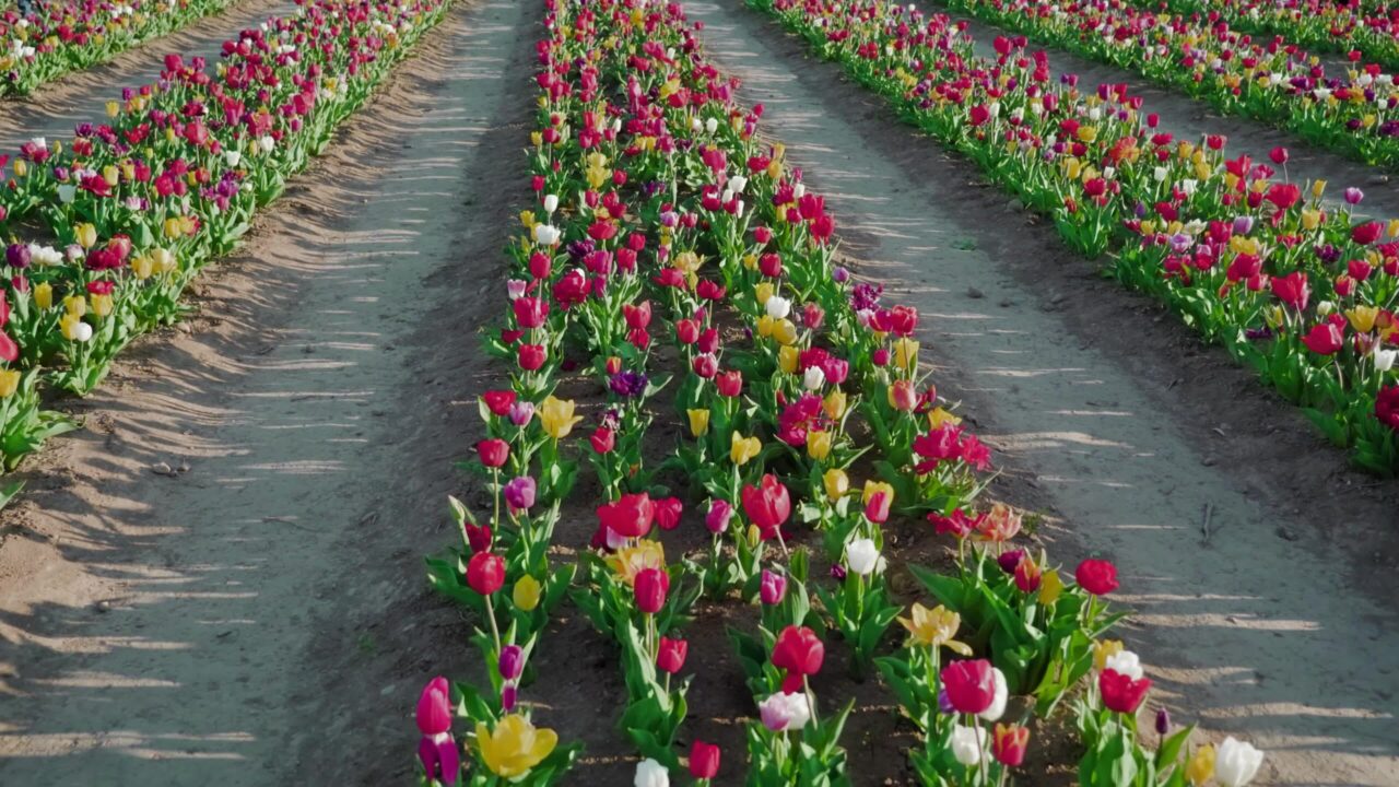 Motion along tulips of different colors growing in long rows