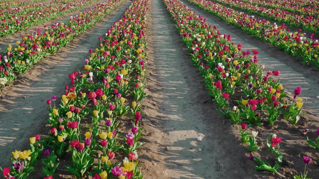 Blooming tulips grow in spring on plantation at rural site