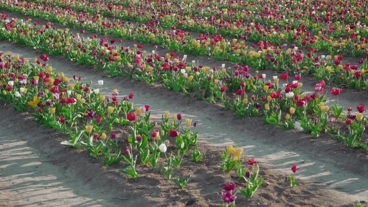 Blooming tulips planted in long rows on plantation in spring