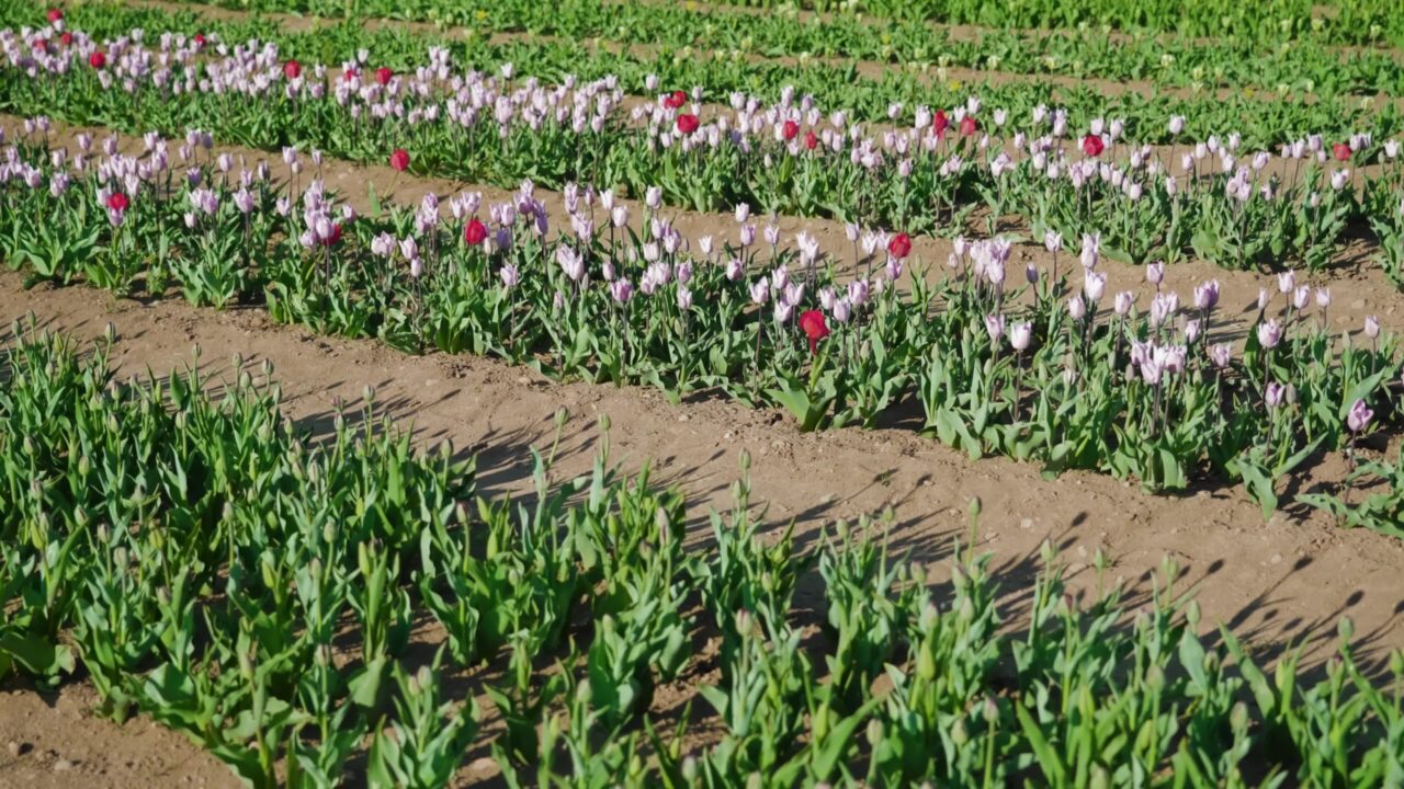 I tulipani viola chiaro e rosa brillante crescono in lunghe file di campo