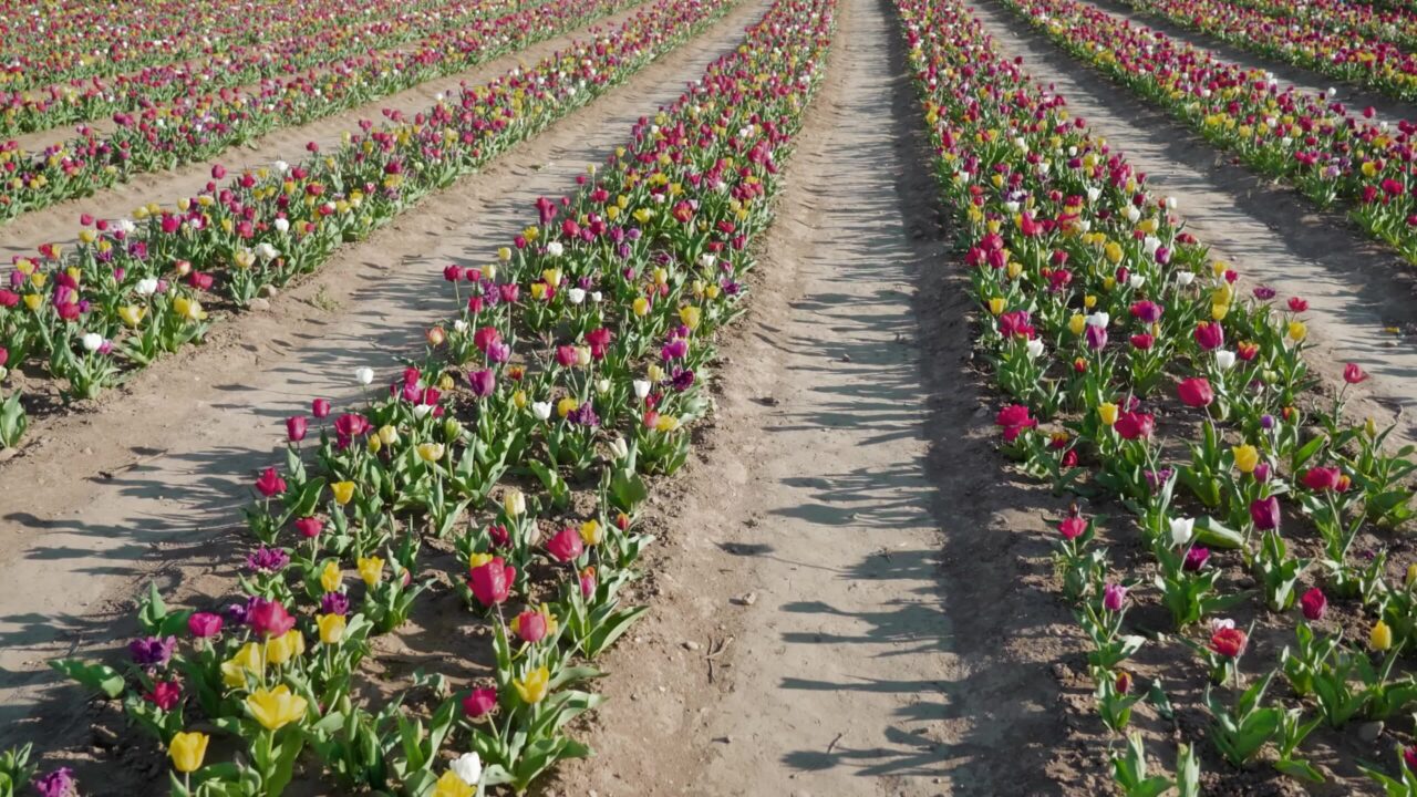 Aisles and rows with multi-colored tulips on plantation
