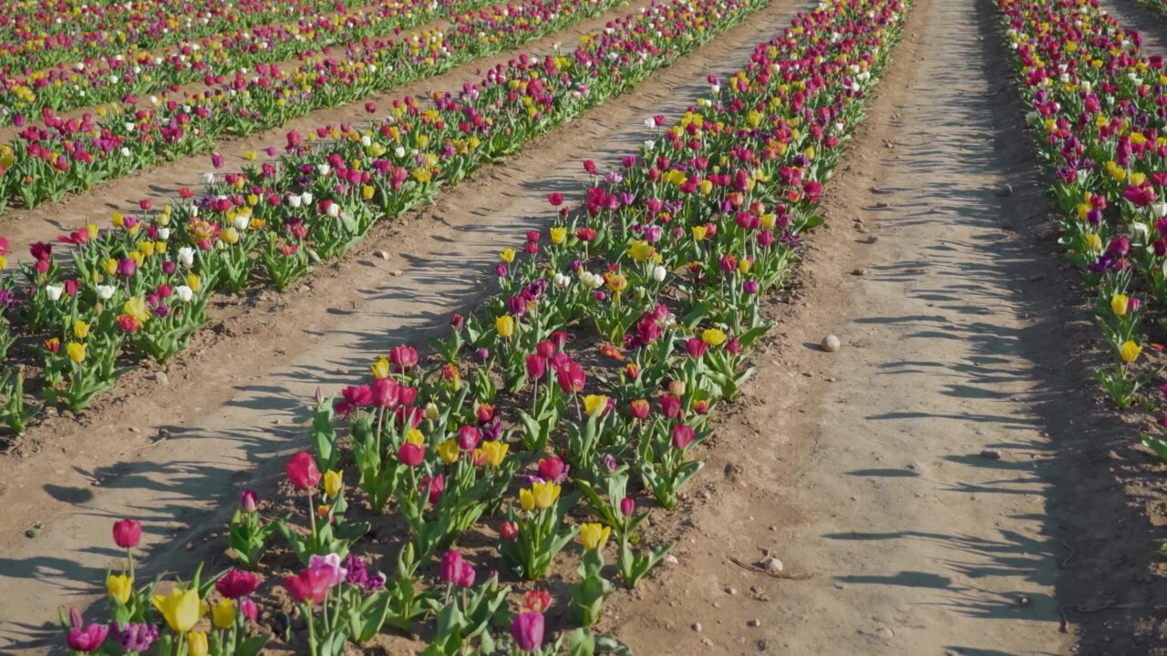 Piantagione di fiori con file e corridoi di terra in un sito rurale