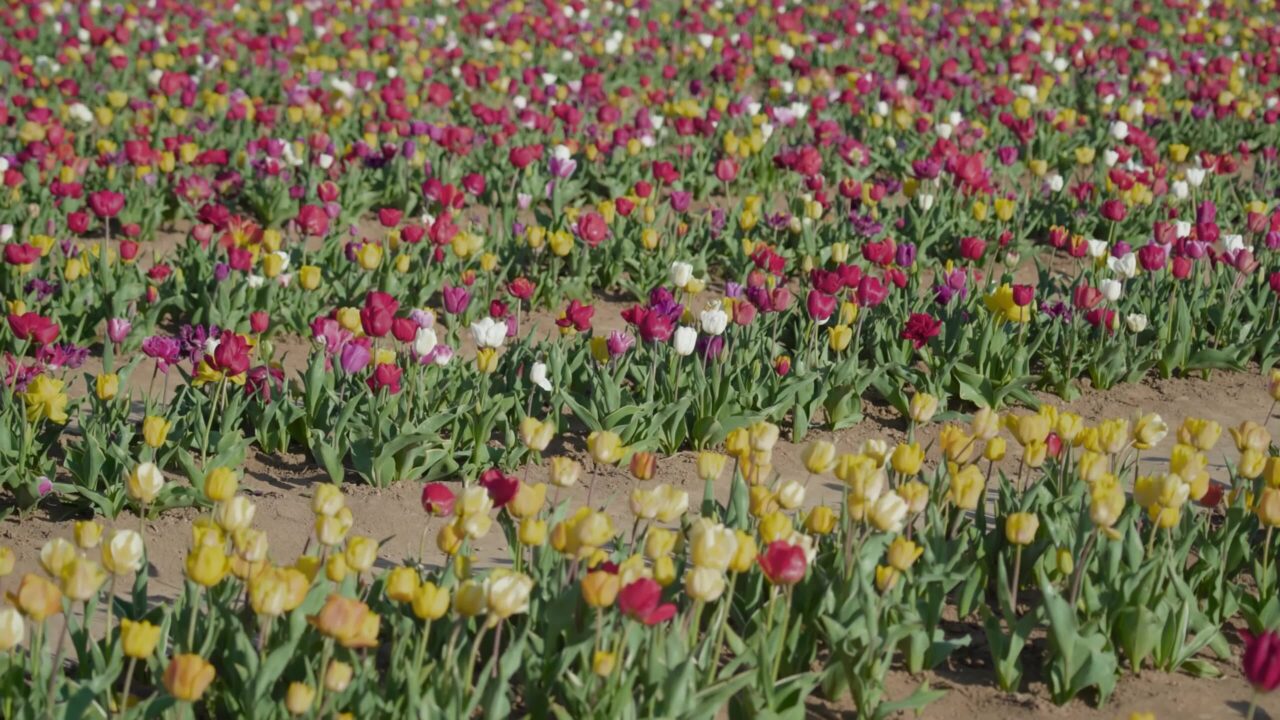 I tulipani multicolori sbocciano nelle piantagioni rurali in primavera
