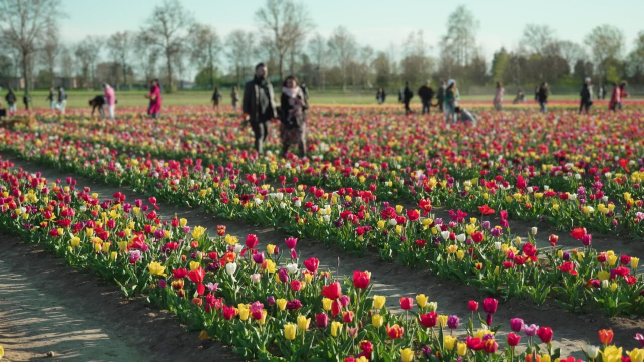 I turisti camminano tra lunghe file di tulipani multicolori