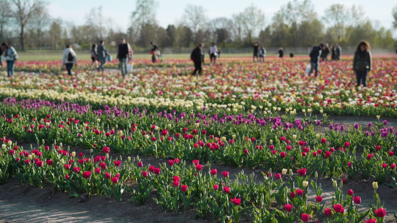People walk near rows of blooming tulips on plantation