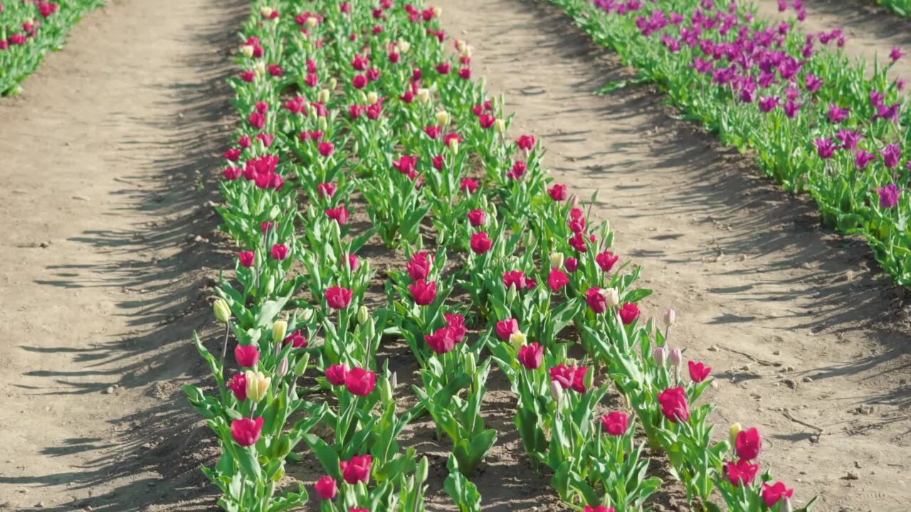 Bright pink tulips with lush green leaves planted in row