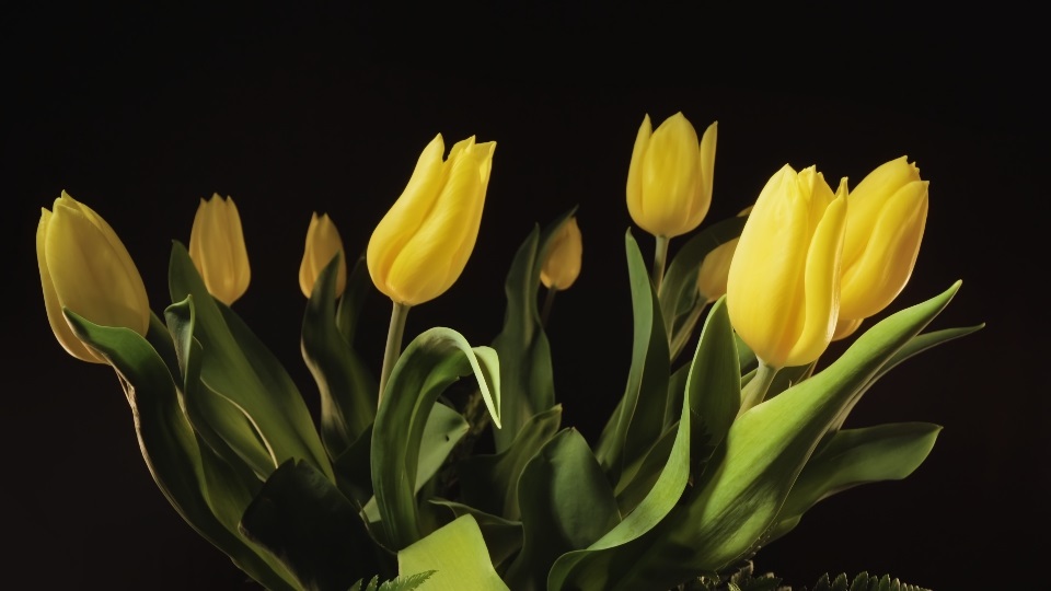 Beautiful tulips with closed petals on dark background