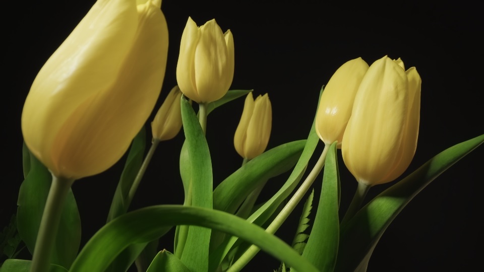 Bright yellow tulips with green leaves on black background