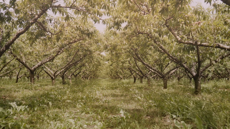 Grassy aisle with peach trees growing in rows in orchard