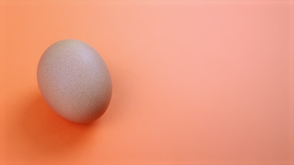 Chicken egg on orange background
