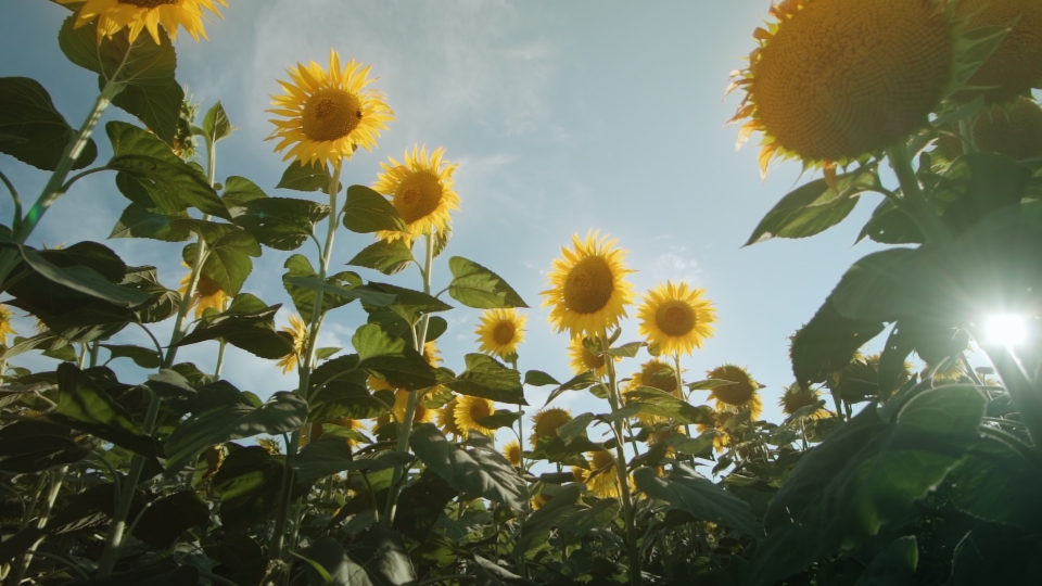 Bright sunflowers in the sun