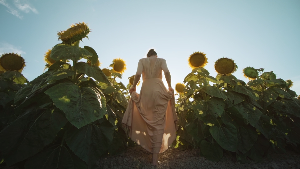 Woman walks on the sunflower field
