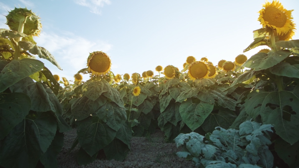 Sunflower plants with green leaves