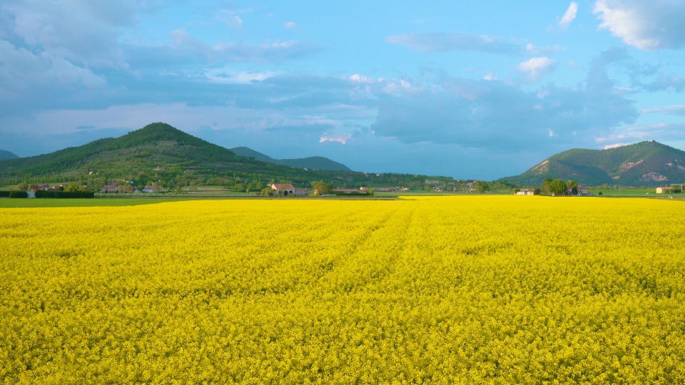 Field of yellow rapeseed and hills behind