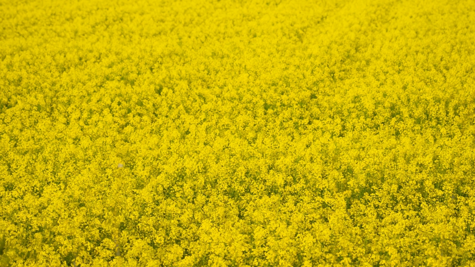 Field of yellow rapeseed blowing in the wind