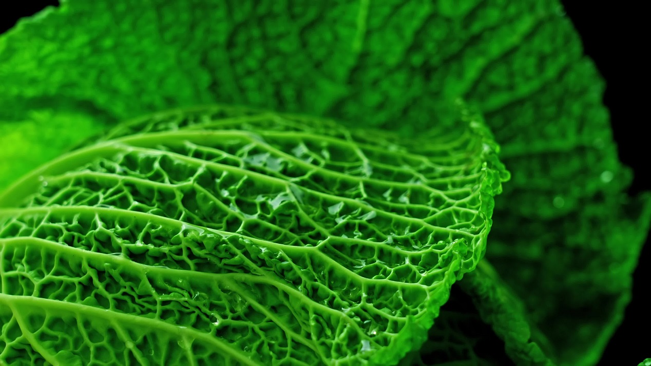 Green cabbage rotates close up