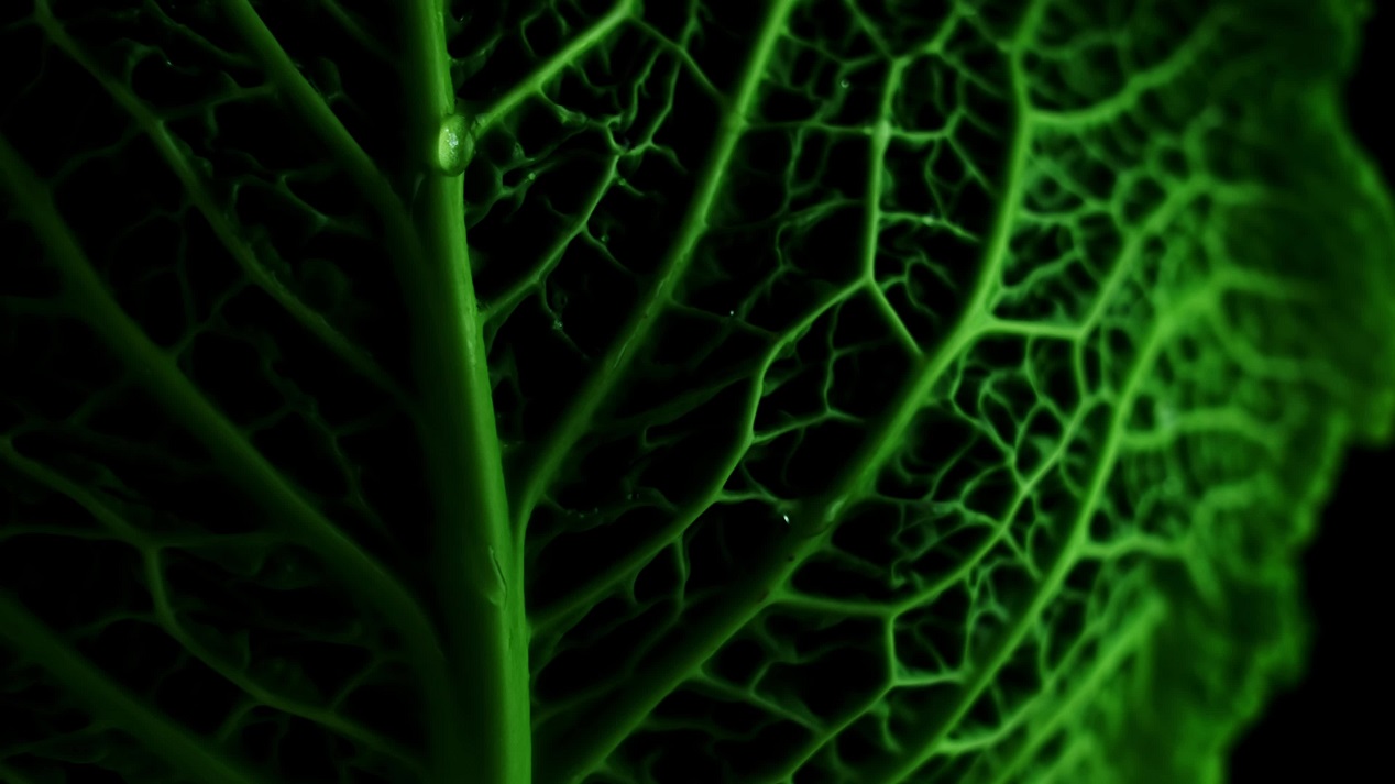Beautiful cabbage close up with dark leaves in the shape of veins