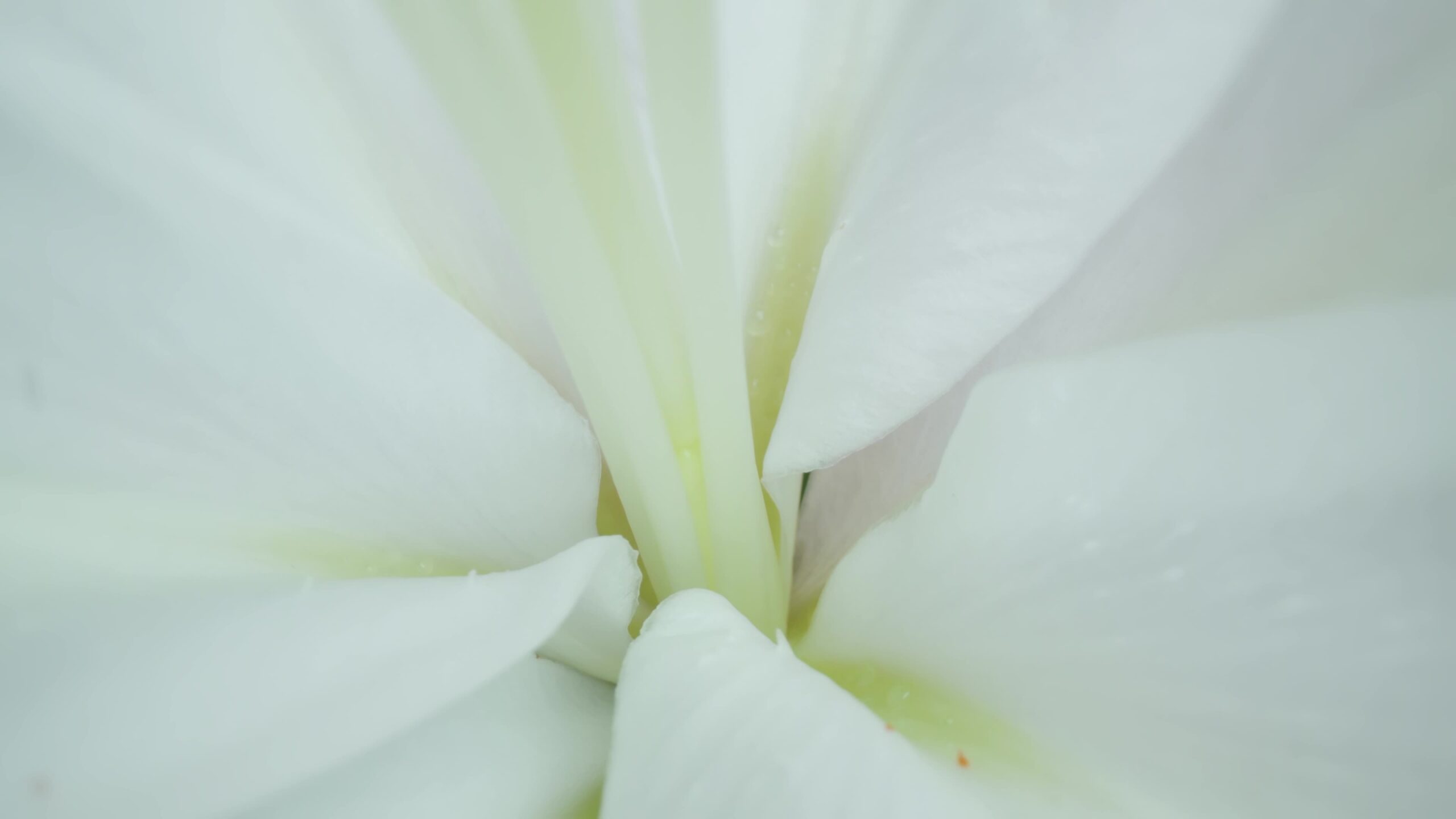 White lily petals with red pollen inside among greenery