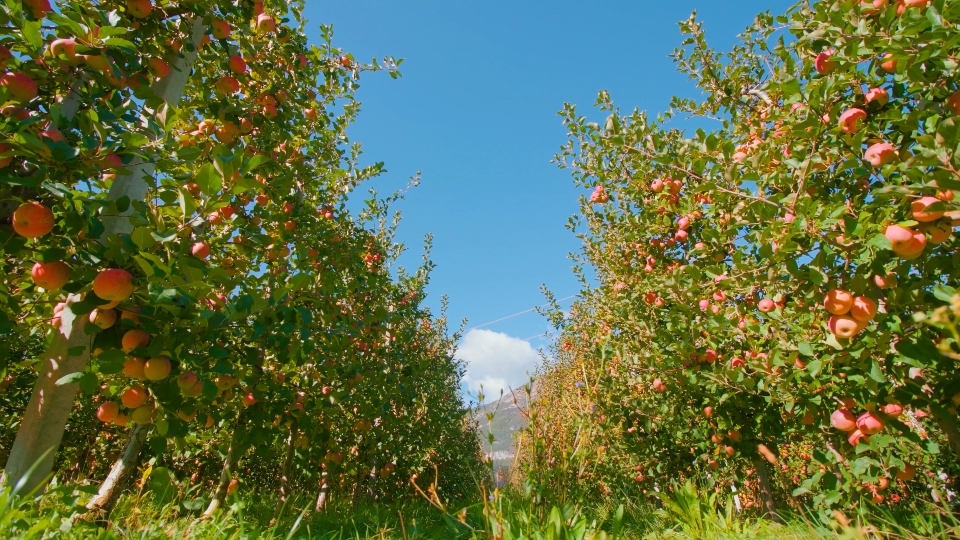 Grass path spreads along rows of apple trees under blue sky