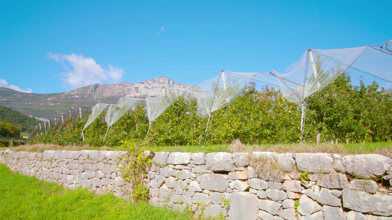 Plantation covered with net with apple trees growing in row