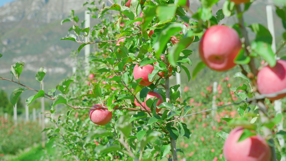 Abundance of ripe apples grows on tree branches at sunlight