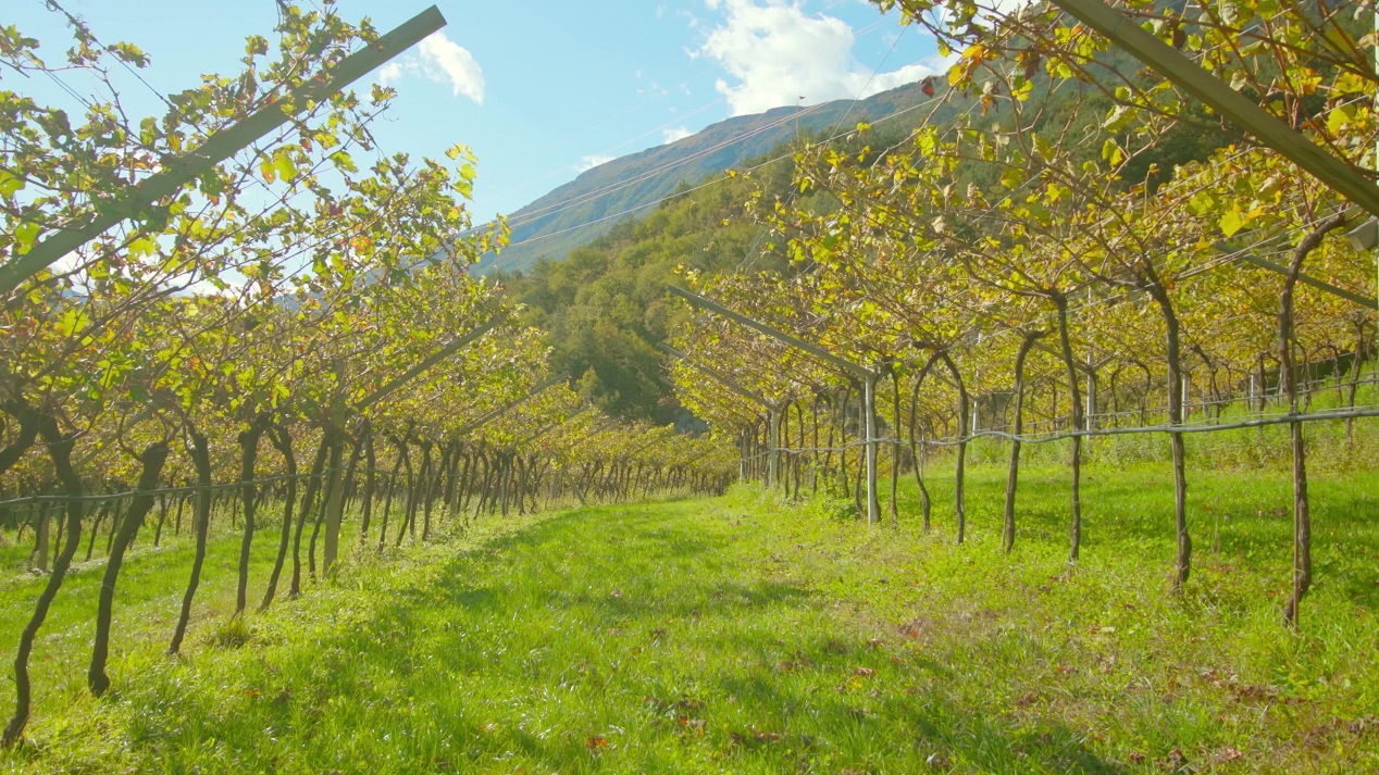 Wide path spreads along rows of grape vines on vineyard