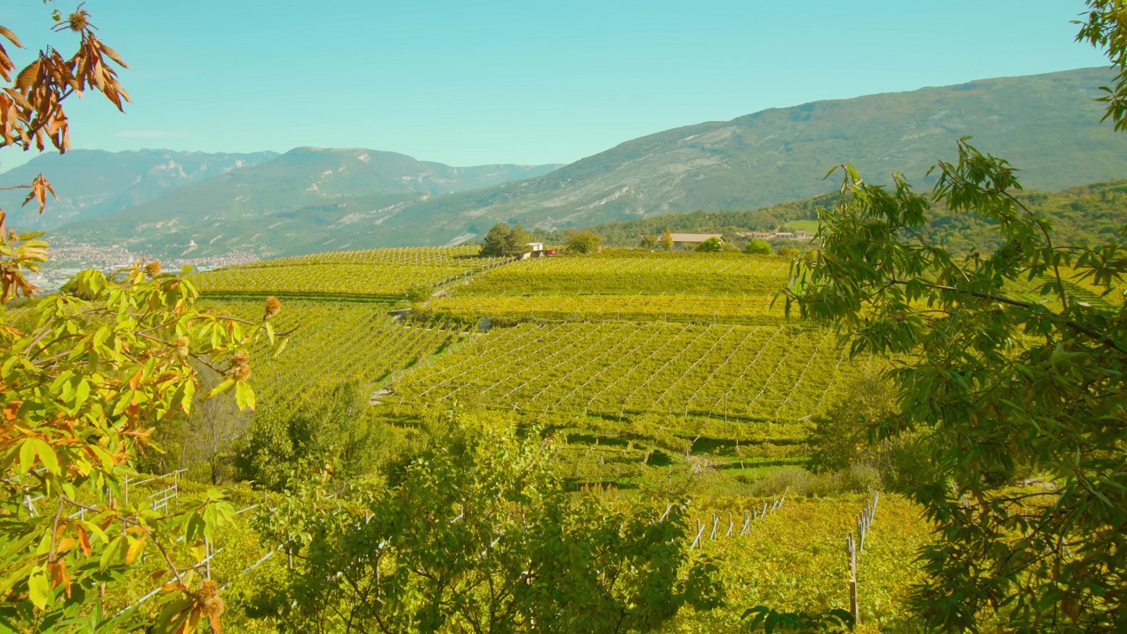 Harvested vineyards on hill slopes in valley behind bushes