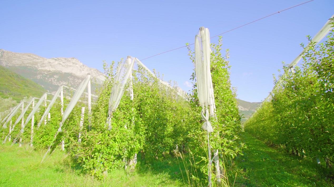 Rows of apple trees fixed on metal poles grow along aisles