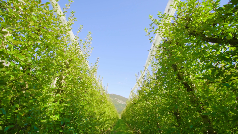 Grass aisle spreads along rows of apple trees under blue sky