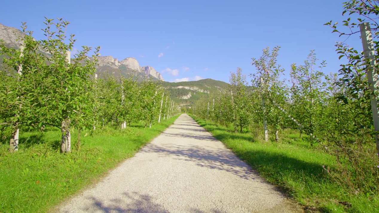 Pebble stone road stretches between apple garden parts