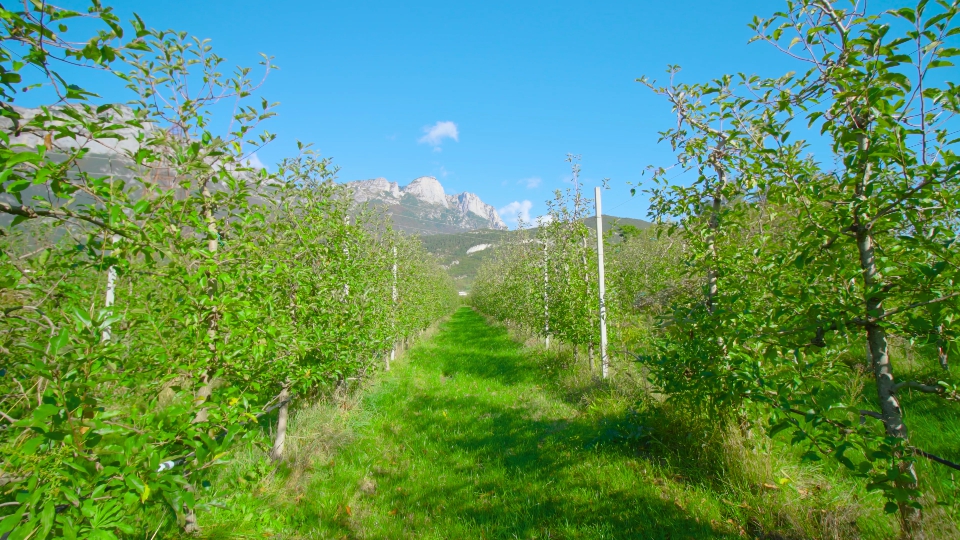 Grass aisle between rows of apple trees leads to mountains