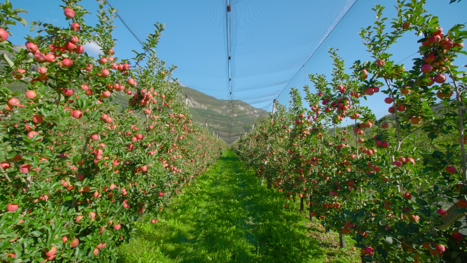 Apple plantation with net hanging above rows of trees