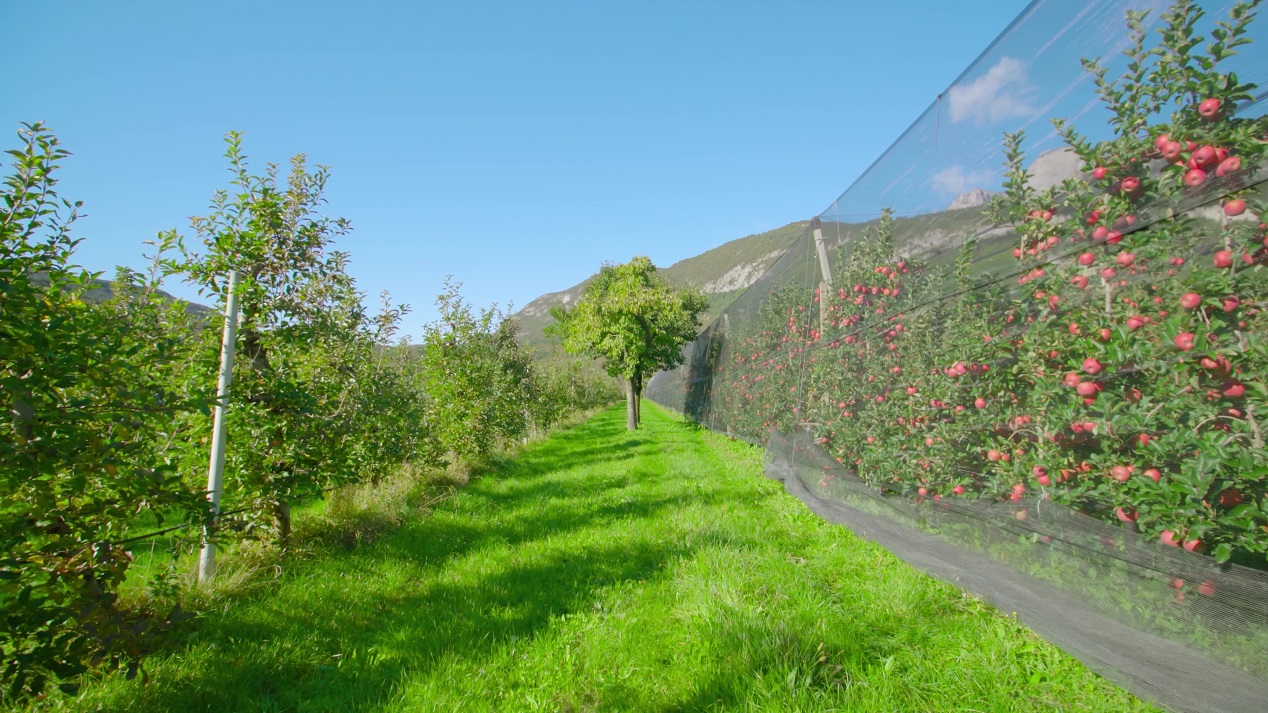 Apple plantation with ripe fruits growing near lush greenery