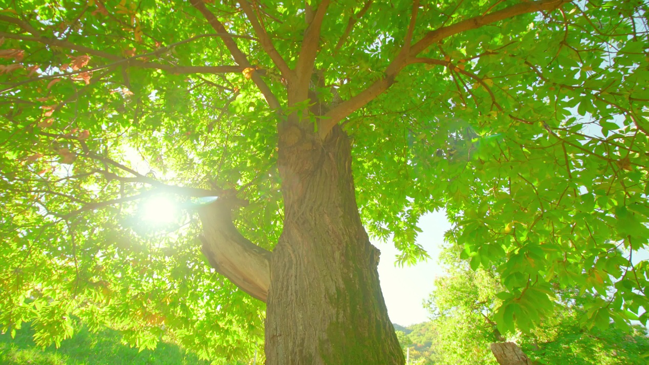 Sun rays break through leaves of growing chestnut tree