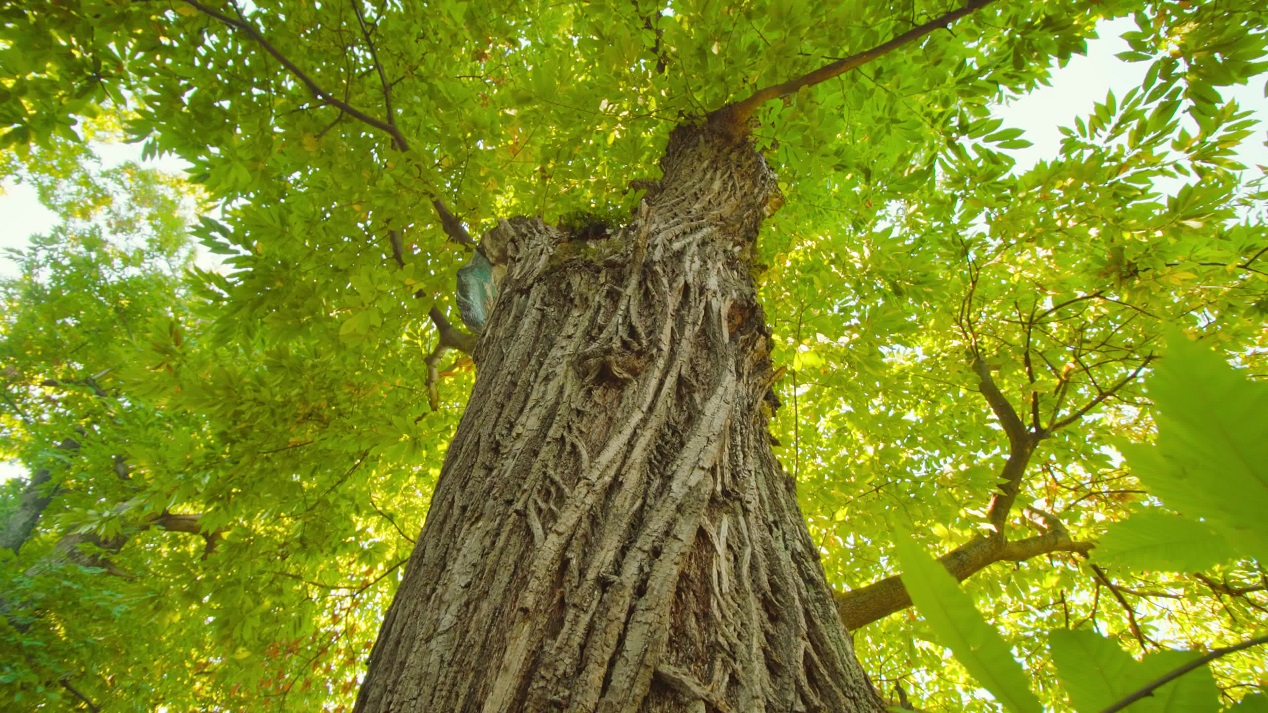 Chestnut tree bark covers high trunk hidden in shadow