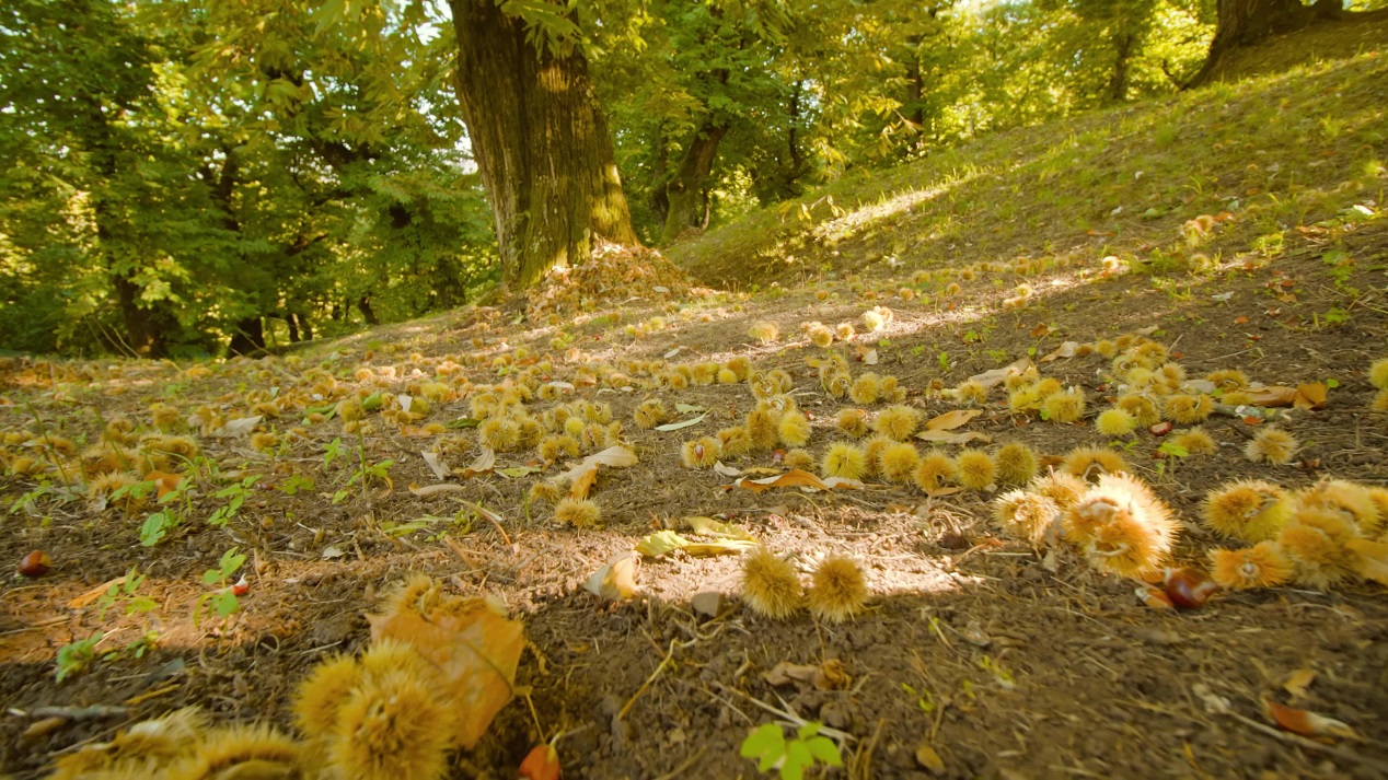 Ripe chestnuts fall from tree and lie on ground near leaves