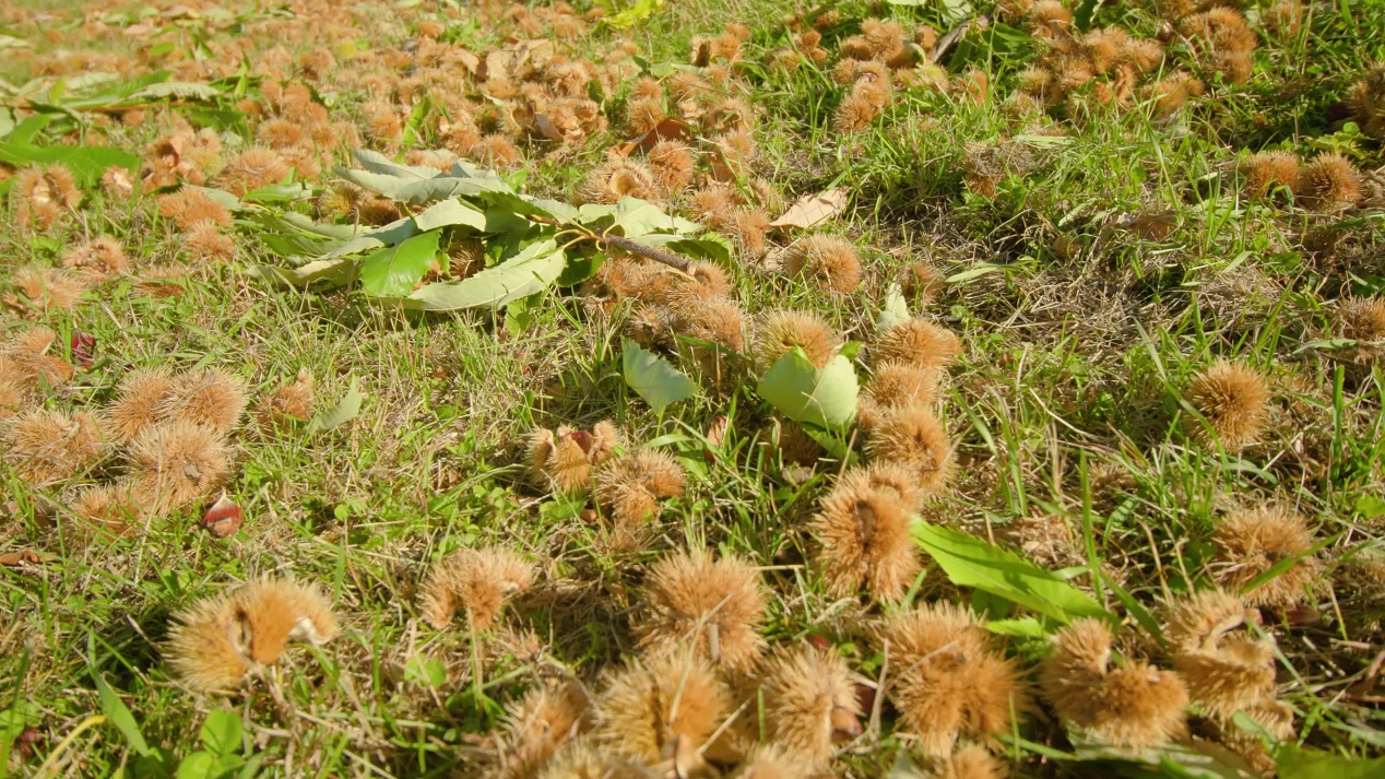 Ripe chestnuts in barbed shell lie on ground among grass