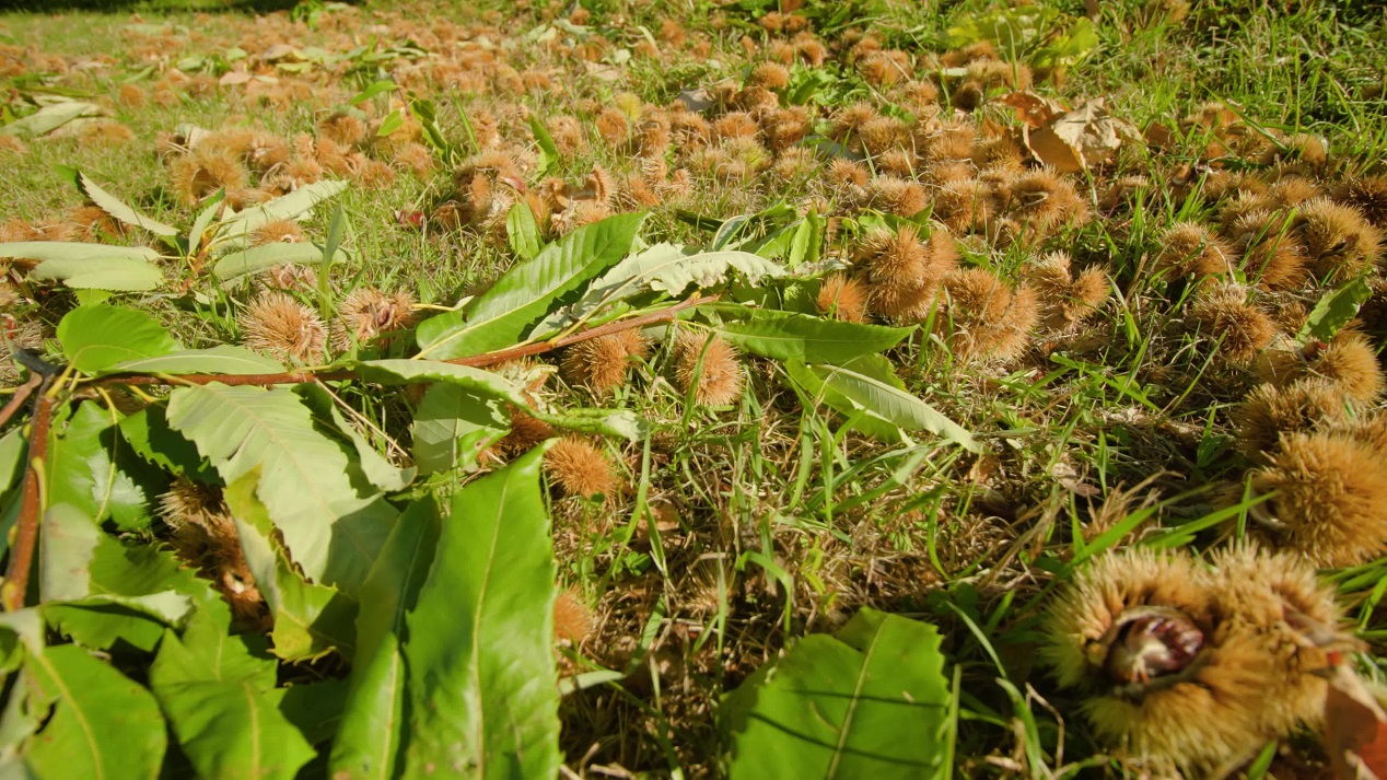 Barbed sweet chestnuts fall from tree and lie among grass