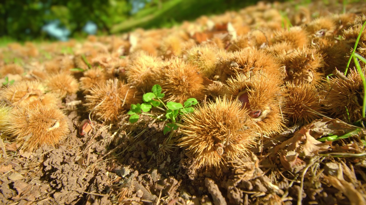 Thorny chestnut fruits on ground under scorching sunlight
