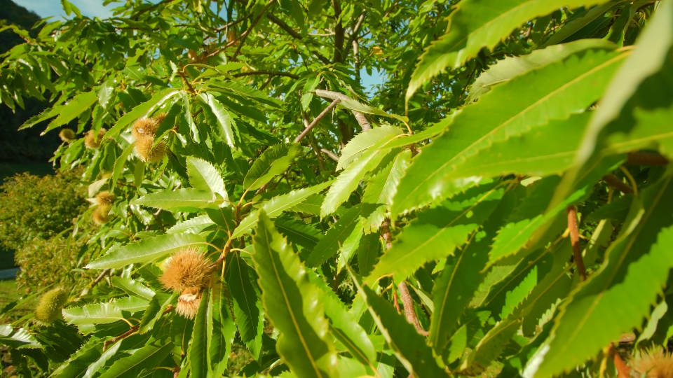 Barbed sweet chestnuts ripen in wind under bright sunlight