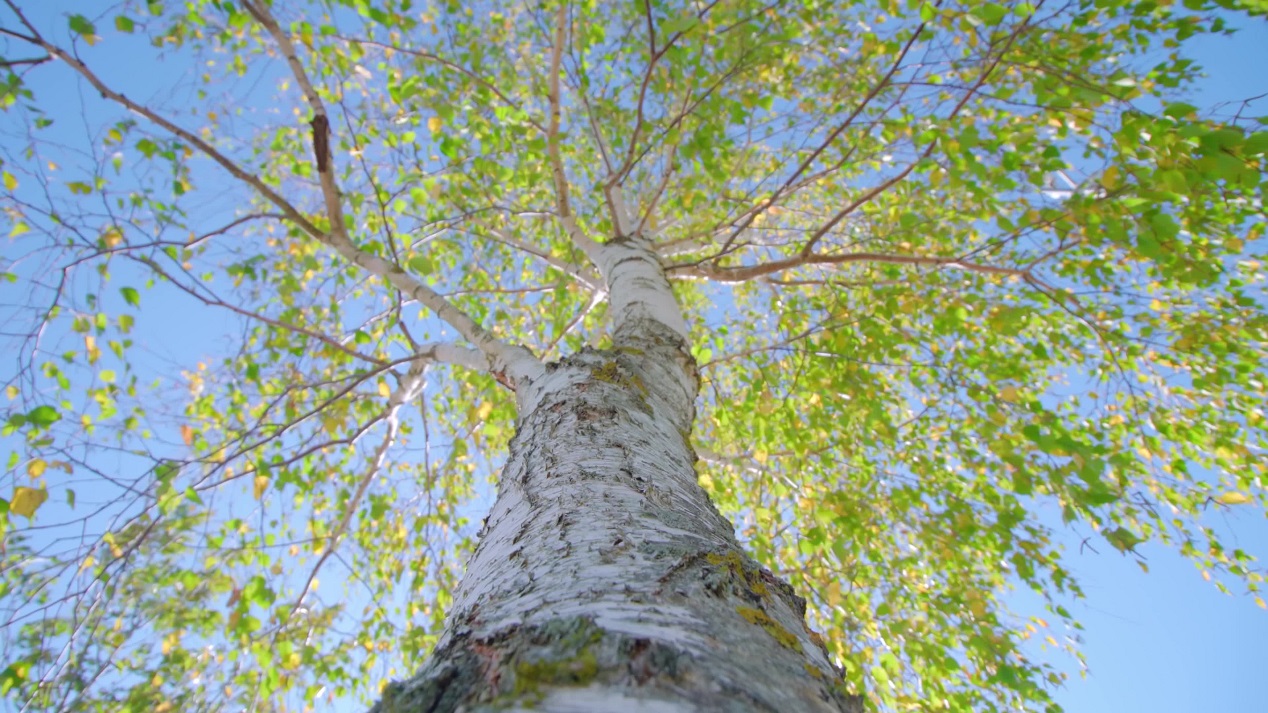 Birch broad crown with green leaves in park under blue sky