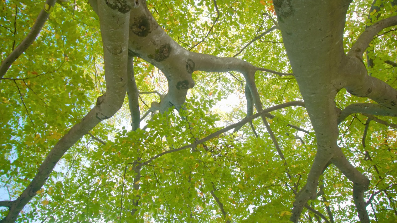 Alte betulle con rami biforcuti e foglie verdi