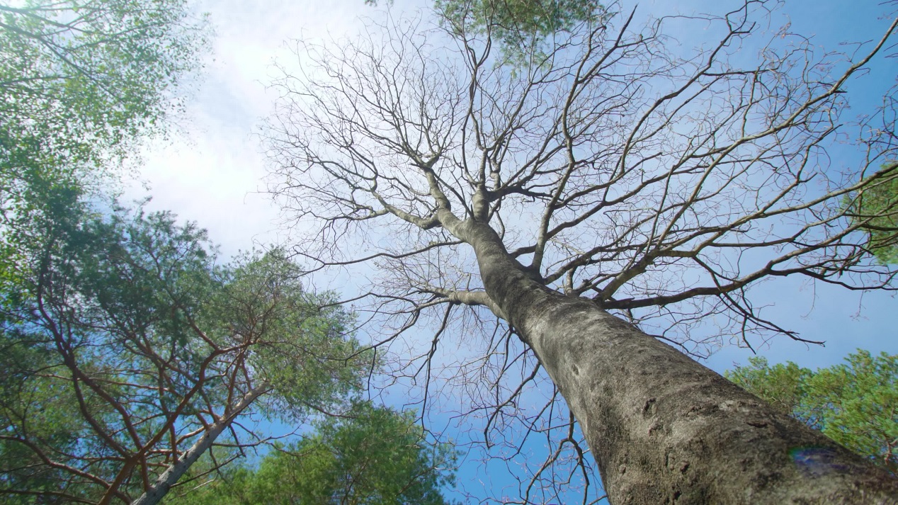 High tree with leafless branches growing in national park