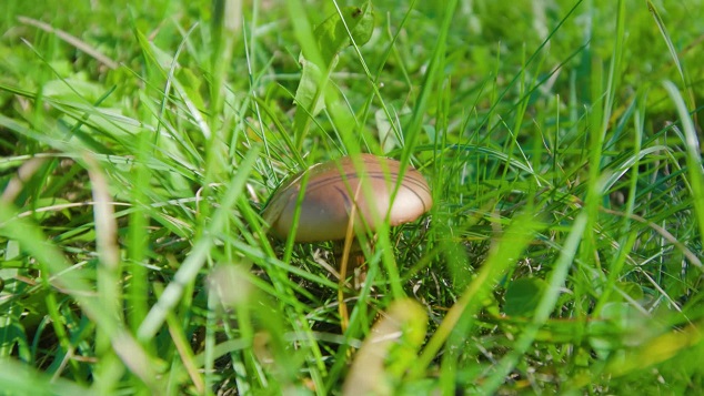 Mushroom growing among green grass under bright sunlight