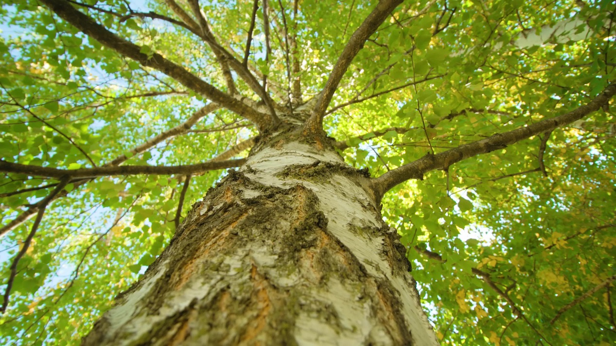 White trunk and branches of birch tree with green leaves