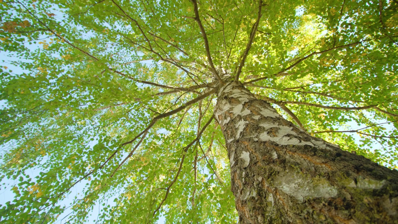 Branches of birch tree with green leaves and high trunk