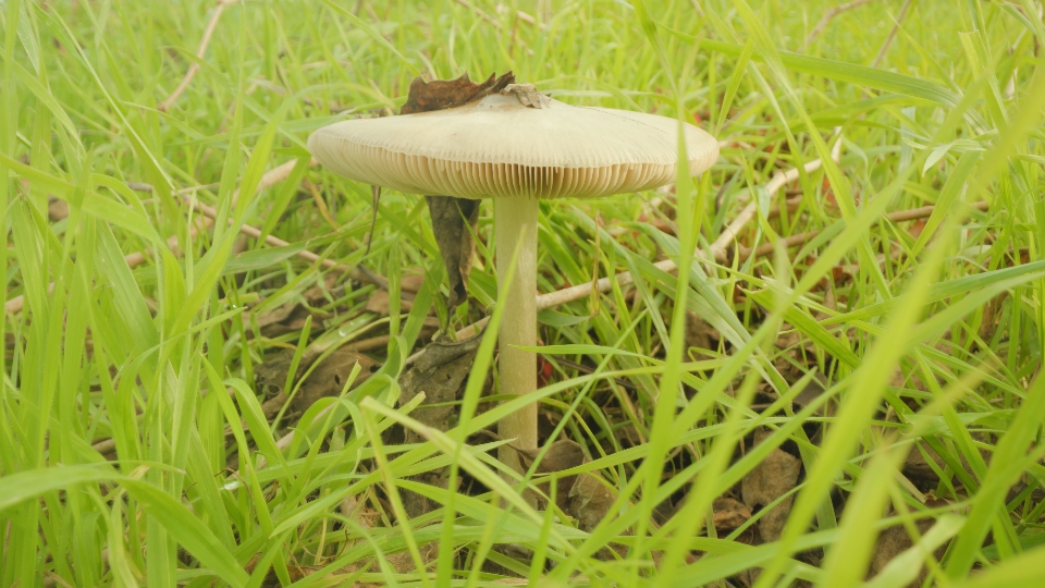 Mushroom growing in bright long grass on big meadow