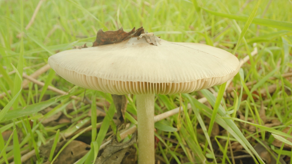 White lamellar mushroom growing on meadow near fallen leaf