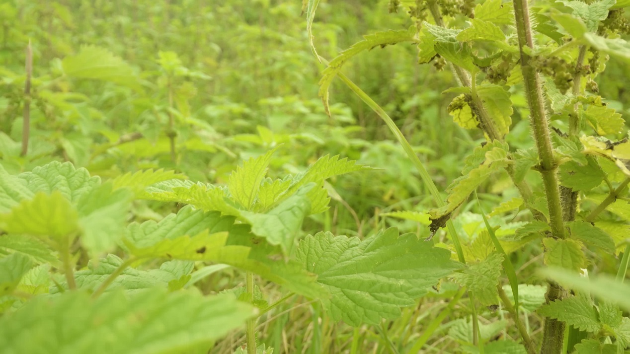 High bushes of green nettles growing in large garden