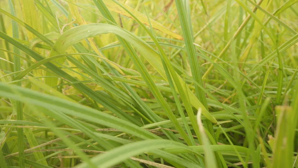 Vibrant green grass on summer meadow under bright sunlight